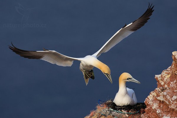 Terej bílý (Sula bassana), Terej bílý (Sula bassana) Northern Gannet, Autor: Ondřej Prosický | NaturePhoto.cz, Model: Canon EOS-1D Mark III, Objektiv: Canon EF 500mm f/4 L IS USM, Ohnisková vzdálenost (EQ35mm): 650 mm, stativ Gitzo, Clona: 6.3, Doba expozice: 1/1600 s, ISO: 250, Kompenzace expozice: -2/3, Blesk: Ne, Vytvořeno: 13. dubna 2009 4:19:38, ostrov Helgoland (Německo) 