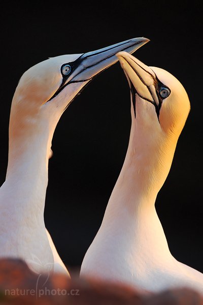 Terej bílý (Sula bassana), Terej bílý (Sula bassana) Northern Gannet, Autor: Ondřej Prosický | NaturePhoto.cz, Model: Canon EOS-1D Mark III, Objektiv: Canon EF 500mm f/4 L IS USM, Ohnisková vzdálenost (EQ35mm): 650 mm, stativ Gitzo, Clona: 6.3, Doba expozice: 1/250 s, ISO: 400, Kompenzace expozice: -1, Blesk: Ne, Vytvořeno: 10. dubna 2009 14:46:51, ostrov Helgoland (Německo) 