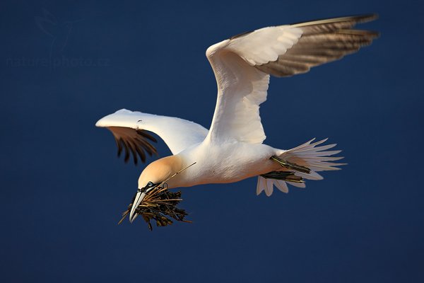 Terej bílý (Sula bassana), Terej bílý (Sula bassana) Northern Gannet, Autor: Ondřej Prosický | NaturePhoto.cz, Model: Canon EOS-1D Mark III, Objektiv: Canon EF 500mm f/4 L IS USM, Ohnisková vzdálenost (EQ35mm): 650 mm, stativ Gitzo, Clona: 5.6, Doba expozice: 1/1600 s, ISO: 200, Kompenzace expozice: -2/3, Blesk: Ne, Vytvořeno: 11. dubna 2009 3:55:47, ostrov Helgoland (Německo) 