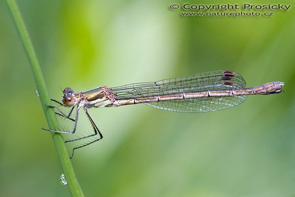 Šídlatka páskovaná (Lestes sponsa), Šídlatka páskovaná (Lestes sponsa), Autor: Ondřej Prosický, Model aparátu: Canon EOS 20D, Objektiv: Canon EF 100mm f/2.8 Macro USM, Ohnisková vzdálenost: 100.00 mm, fotografováno z ruky, Clona: 4.00, Doba expozice: 1/160 s, ISO: 100, Vyvážení expozice: -0.33, Blesk: Ne, Vytvořeno: 7. srpna 2005 8:47:03, u Berounky, Lety (ČR)