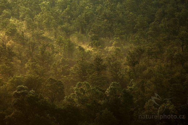 Ranní les, Fotografie: Ranní les, Autor: Ondřej Prosický | NaturePhoto.cz, Model: Canon EOS 5D Mark II, Objektiv: Canon EF 200mm f/2.8 L USM, stativ Gitzo, Clona: 14, Doba expozice: 1/15 s, ISO: 100, Kompenzace expozice: -2/3, Blesk: Ne, Vytvořeno: 5. července 2009 6:50:42, Toskánsko (Itálie)