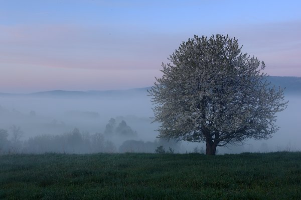 Rozkvetlý strom, NP Šumava, Fotografie: Rozkvetlý strom, NP Šumava, Autor: Ondřej Prosický | NaturePhoto.cz, Model: Canon EOS 5D Mark II, Objektiv: Canon EF 17-40mm f/4 L USM, stativ Gitzo, Clona: 16, Doba expozice: 2.5 s, ISO: 100, Kompenzace expozice: +2/3, Blesk: Ne, Vytvořeno: 8. května 2009 5:32:30, Lipno, NP Šumava (Česko)