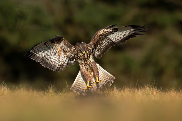 Káně lesní (Buteo buteo), Káně lesní (Buteo buteo), Common Buzzard, Autor: Ondřej Prosický | NaturePhoto.cz, Model: Canon EOS-1D Mark III, Objektiv: Canon EF 500mm f/4 L IS USM, Ohnisková vzdálenost (EQ35mm): 650 mm, stativ Gitzo 3540LS + RRS BH55, Clona: 5.6, Doba expozice: 1/3200 s, ISO: 500, Kompenzace expozice: -1 1/3, Blesk: Ne, Vytvořeno: 15. listopadu 2009 11:11:33, zvíře v lidské péči, Herálec, Vysočina (Česko) 