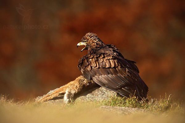 Orel skalní (Aquila chrysaetos) , Orel skalní (Aquila chrysaetos), Golden Eagle, Autor: Ondřej Prosický | NaturePhoto.cz, Model: Canon EOS 5D Mark II, Objektiv: Canon EF 500mm f/4 L IS USM, Ohnisková vzdálenost (EQ35mm): 700 mm, stativ Gitzo 3540LS + RRS BH55, Clona: 6.3, Doba expozice: 1/800 s, ISO: 200, Kompenzace expozice: -1, Blesk: Ne, Vytvořeno: 15. listopadu 2009 12:58:35, zvíře v lidské péči, Herálec, Vysočina (Česko) 