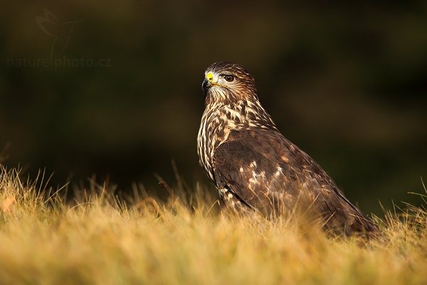 Káně lesní (Buteo buteo), Káně lesní (Buteo buteo), Common Buzzard, Autor: Ondřej Prosický | NaturePhoto.cz, Model: Canon EOS 5D Mark II, Objektiv: Canon EF 500mm f/4 L IS USM, Ohnisková vzdálenost (EQ35mm): 700 mm, stativ Gitzo 3540LS + RRS BH55, Clona: 8.0, Doba expozice: 1/1000 s, ISO: 400, Kompenzace expozice: -1, Blesk: Ne, Vytvořeno: 15. listopadu 2009 11:25:05, zvíře v lidské péči, Herálec, Vysočina (Česko) 