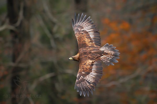 Orel skalní (Aquila chrysaetos), Orel skalní (Aquila chrysaetos), Golden Eagle, Autor: Ondřej Prosický | NaturePhoto.cz, Model: Canon EOS-1D Mark III, Objektiv: Canon EF 500mm f/4 L IS USM, Ohnisková vzdálenost (EQ35mm): 650 mm, stativ Gitzo 3540LS + RRS BH55, Clona: 4.5, Doba expozice: 1/500 s, ISO: 800, Kompenzace expozice: -1/3, Blesk: Ne, Vytvořeno: 8. listopadu 2009 11:59:12, zvíře v lidské péči, Herálec, Vysočina (Česko) 