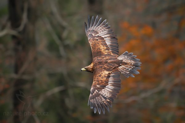 Orel skalní (Aquila chrysaetos), Orel skalní (Aquila chrysaetos), Golden Eagle, Autor: Ondřej Prosický | NaturePhoto.cz, Model: Canon EOS-1D Mark III, Objektiv: Canon EF 500mm f/4 L IS USM, Ohnisková vzdálenost (EQ35mm): 650 mm, stativ Gitzo 3540LS + RRS BH55, Clona: 4.5, Doba expozice: 1/500 s, ISO: 800, Kompenzace expozice: -1/3, Blesk: Ne, Vytvořeno: 8. listopadu 2009 11:59:12, zvíře v lidské péči, Herálec, Vysočina (Česko) 