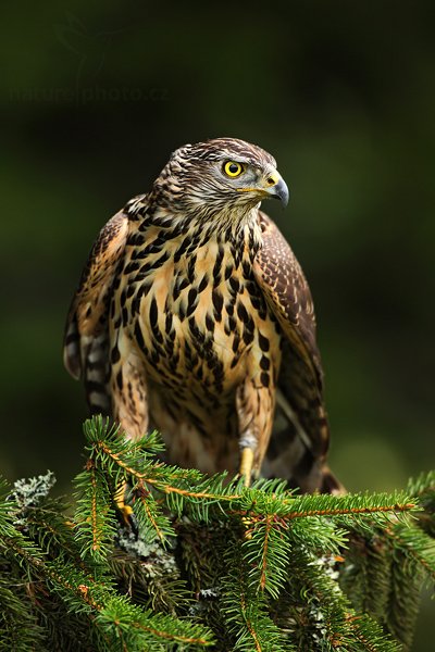 Jestřáb lesní (Accipiter gentilis), Jestřáb lesní (Accipiter gentilis), Goshawk, Autor: Ondřej Prosický | NaturePhoto.cz, Model: Canon EOS 5D Mark II, Objektiv: Canon EF 500mm f/4 L IS USM, Ohnisková vzdálenost (EQ35mm): 500 mm, stativ Gitzo 3540LS + RRS BH55, Clona: 5.0, Doba expozice: 1/60 s, ISO: 800, Kompenzace expozice: -2/3, Blesk: Ne, Vytvořeno: 8. listopadu 2009 10:29:59, zvíře v lidské péči, Herálec, Vysočina (Česko) 