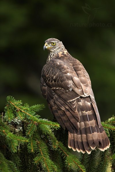 Jestřáb lesní (Accipiter gentilis), Jestřáb lesní (Accipiter gentilis), Goshawk, Autor: Ondřej Prosický | NaturePhoto.cz, Model: Canon EOS 5D Mark II, Objektiv: Canon EF 500mm f/4 L IS USM, Ohnisková vzdálenost (EQ35mm): 500 mm, stativ Gitzo 3540LS + RRS BH55, Clona: 5.0, Doba expozice: 1/100 s, ISO: 800, Kompenzace expozice: -1, Blesk: Ne, Vytvořeno: 8. listopadu 2009 10:31:55, zvíře v lidské péči, Herálec, Vysočina (Česko) 