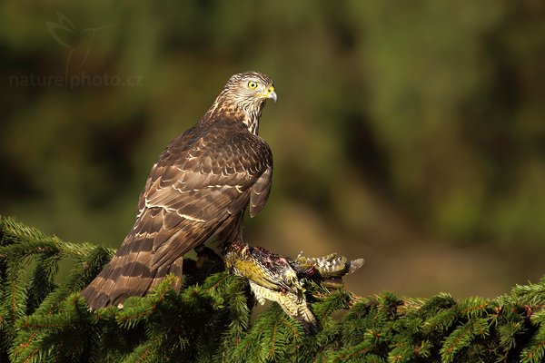 Jestřáb lesní (Accipiter gentilis), Jestřáb lesní (Accipiter gentilis), Goshawk, Autor: Ondřej Prosický | NaturePhoto.cz, Model: Canon EOS 5D Mark II, Objektiv: Canon EF 500mm f/4 L IS USM, Ohnisková vzdálenost (EQ35mm): 700 mm, stativ Gitzo 3540LS + RRS BH55, Clona: 7.1, Doba expozice: 1/400 s, ISO: 200, Kompenzace expozice: -1, Blesk: Ne, Vytvořeno: 15. listopadu 2009 10:17:31, zvíře v lidské péči, Herálec, Vysočina (Česko)