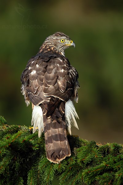 Jestřáb lesní (Accipiter gentilis), Jestřáb lesní (Accipiter gentilis), Goshawk, Autor: Ondřej Prosický | NaturePhoto.cz, Model: Canon EOS 5D Mark II, Objektiv: Canon EF 500mm f/4 L IS USM, Ohnisková vzdálenost (EQ35mm): 700 mm, stativ Gitzo 3540LS + RRS BH55, Clona: 6.3, Doba expozice: 1/800 s, ISO: 400, Kompenzace expozice: -1, Blesk: Ne, Vytvořeno: 15. listopadu 2009 9:57:50, zvíře v lidské péči, Herálec, Vysočina (Česko) 