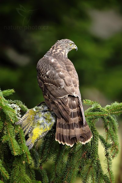 Jestřáb lesní (Accipiter gentilis), Jestřáb lesní (Accipiter gentilis), Goshawk, Autor: Ondřej Prosický | NaturePhoto.cz, Model: Canon EOS 5D Mark II, Objektiv: Canon EF 500mm f/4 L IS USM, Ohnisková vzdálenost (EQ35mm): 700 mm, stativ Gitzo 3540LS + RRS BH55, Clona: 7.1, Doba expozice: 1/400 s, ISO: 200, Kompenzace expozice: -1, Blesk: Ne, Vytvořeno: 15. listopadu 2009 10:17:31, zvíře v lidské péči, Herálec, Vysočina (Česko) 