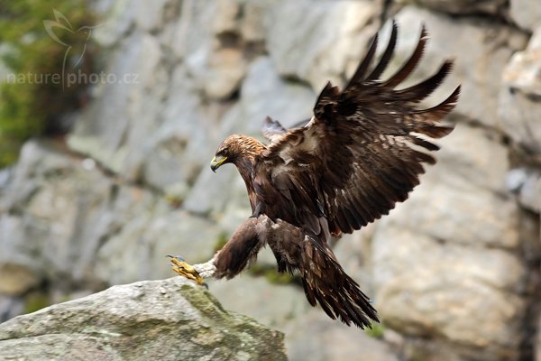 Orel skalní (Aquila chrysaetos) , Orel skalní (Aquila chrysaetos), Golden Eagle, Autor: Ondřej Prosický | NaturePhoto.cz, Model: Canon EOS-1D Mark III, Objektiv: Canon EF 500mm f/4 L IS USM, Ohnisková vzdálenost (EQ35mm): 260 mm, stativ Gitzo 3540LS + RRS BH55, Clona: 3.5, Doba expozice: 1/400 s, ISO: 640, Kompenzace expozice: 0, Blesk: Ne, Vytvořeno: 8. listopadu 2009 12:42:14, zvíře v lidské péči, Herálec, Vysočina (Česko) 