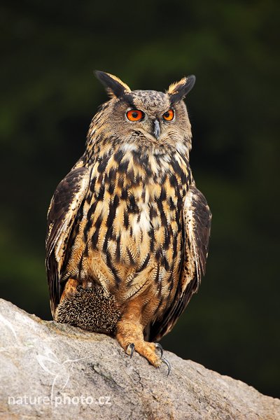 Výr velký (Bubo bubo), Výr velký (Bubo bubo), Eurasian Eagle Owl, Autor: Ondřej Prosický | NaturePhoto.cz, Model: Canon EOS 5D Mark II, Objektiv: Canon EF 500mm f/4 L IS USM, Ohnisková vzdálenost (EQ35mm): 500 mm, stativ Gitzo 3540LS + RRS BH55, Clona: 8.0, Doba expozice: 1/125 s, ISO: 400, Kompenzace expozice: -1/3, Blesk: Ne, Vytvořeno: 7. listopadu 2009 12:43:37, zvíře v lidské péči, Herálec, Vysočina (Česko) 