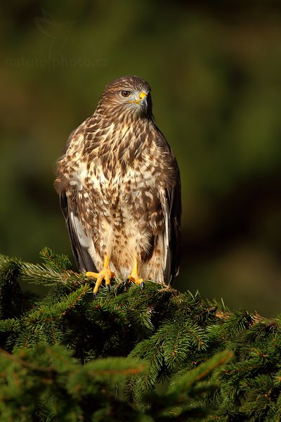 Káně lesní (Buteo buteo), Káně lesní (Buteo buteo), Common Buzzard, Autor: Ondřej Prosický | NaturePhoto.cz, Model: Canon EOS 5D Mark II, Objektiv: Canon EF 500mm f/4 L IS USM, Ohnisková vzdálenost (EQ35mm): 700 mm, stativ Gitzo 3540LS + RRS BH55, Clona: 7.1, Doba expozice: 1/640 s, ISO: 200, Kompenzace expozice: -1, Blesk: Ne, Vytvořeno: 15. listopadu 2009 10:30:52, zvíře v lidské péči, Herálec, Vysočina (Česko) 