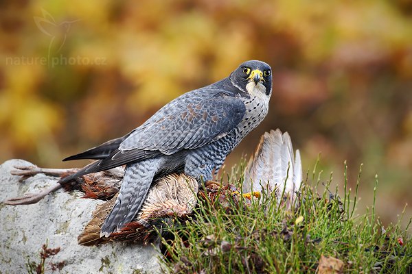 Sokol stěhovavý (Falco peregrinus), Sokol stěhovavý (Falco peregrinus ), Peregrine Falcon, Autor: Ondřej Prosický | NaturePhoto.cz, Model: Canon EOS-1D Mark III, Objektiv: Canon EF 500mm f/4 L IS USM, Ohnisková vzdálenost (EQ35mm): 650 mm, stativ Gitzo 3540LS + RRS BH55, Clona: 7.1, Doba expozice: 1/200 s, ISO: 640, Kompenzace expozice: 0, Blesk: Ne, Vytvořeno: 8. listopadu 2009 14:27:22, zvíře v lidské péči, Herálec, Vysočina (Česko) 