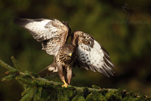 Káně lesní (Buteo buteo), Káně lesní (Buteo buteo), Common Buzzard, Autor: Ondřej Prosický | NaturePhoto.cz, Model: Canon EOS 5D Mark II, Objektiv: Canon EF 500mm f/4 L IS USM, Ohnisková vzdálenost (EQ35mm): 700 mm, stativ Gitzo 3540LS + RRS BH55, Clona: 7.1, Doba expozice: 1/320 s, ISO: 200, Kompenzace expozice: -1, Blesk: Ne, Vytvořeno: 15. listopadu 2009 10:33:36, zvíře v lidské péči, Herálec, Vysočina (Česko) 