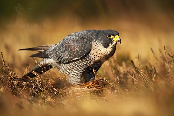 Sokol stěhovavý (Falco peregrinus), Sokol stěhovavý (Falco peregrinus ), Peregrine Falcon, Autor: Ondřej Prosický | NaturePhoto.cz, Model: Canon EOS 5D Mark II, Objektiv: Canon EF 500mm f/4 L IS USM, Ohnisková vzdálenost (EQ35mm): 700 mm, stativ Gitzo 3540LS + RRS BH55, Clona: 5.6, Doba expozice: 1/2000 s, ISO: 400, Kompenzace expozice: -1/3, Blesk: Ne, Vytvořeno: 15. listopadu 2009 14:17:28, zvíře v lidské péči, Herálec, Vysočina (Česko) 