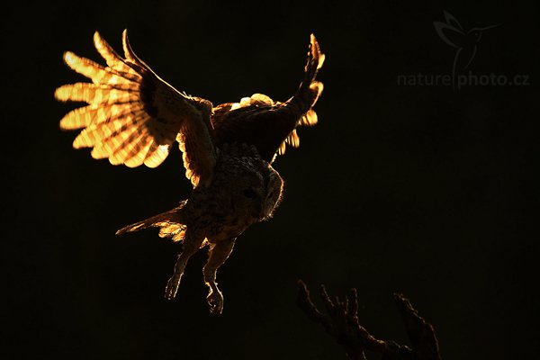 Puštík obecný (Strix aluco), Puštík obecný (Strix aluco), Eurasian Tawny Owl, Autor: Ondřej Prosický | NaturePhoto.cz, Model: Canon EOS-1D Mark III, Objektiv: Canon EF 500mm f/4 L IS USM, Ohnisková vzdálenost (EQ35mm): 650 mm, stativ Gitzo 3540LS + RRS BH55, Clona: 6.3, Doba expozice: 1/1250 s, ISO: 500, Kompenzace expozice: -2, Blesk: Ne, Vytvořeno: 14. listopadu 2009 10:21:04, zvíře v lidské péči, Herálec, Vysočina (Česko) 