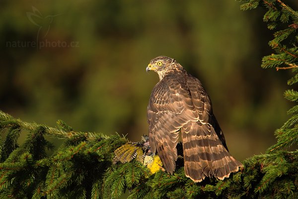 Jestřáb lesní (Accipiter gentilis), Jestřáb lesní (Accipiter gentilis), Goshawk, Autor: Ondřej Prosický | NaturePhoto.cz, Model: Canon EOS 5D Mark II, Objektiv: Canon EF 500mm f/4 L IS USM, Ohnisková vzdálenost (EQ35mm): 700 mm, stativ Gitzo 3540LS + RRS BH55, Clona: 5.6, Doba expozice: 1/1250 s, ISO: 400, Kompenzace expozice: -1, Blesk: Ne, Vytvořeno: 15. listopadu 2009 10:05:36, zvíře v lidské péči, Herálec, Vysočina (Česko) 