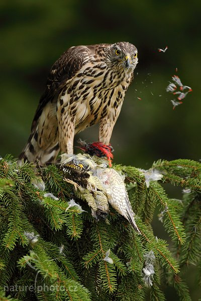 Jestřáb lesní (Accipiter gentilis), Jestřáb lesní (Accipiter gentilis), Goshawk, Autor: Ondřej Prosický | NaturePhoto.cz, Model: Canon EOS 5D Mark II, Objektiv: Canon EF 500mm f/4 L IS USM, Ohnisková vzdálenost (EQ35mm): 500 mm, stativ Gitzo 3540LS + RRS BH55, Clona: 4.0, Doba expozice: 1/250 s, ISO: 1000, Kompenzace expozice: -1 1/3, Blesk: Ne, Vytvořeno: 8. listopadu 2009 10:54:18, zvíře v lidské péči, Herálec, Vysočina (Česko) 