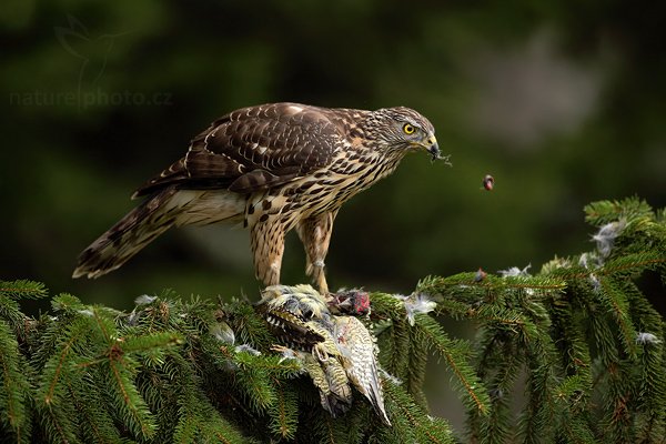 Jestřáb lesní (Accipiter gentilis), Jestřáb lesní (Accipiter gentilis), Goshawk, Autor: Ondřej Prosický | NaturePhoto.cz, Model: Canon EOS 5D Mark II, Objektiv: Canon EF 500mm f/4 L IS USM, Ohnisková vzdálenost (EQ35mm): 500 mm, stativ Gitzo 3540LS + RRS BH55, Clona: 4.0, Doba expozice: 1/320 s, ISO: 1600, Kompenzace expozice: -1 1/3, Blesk: Ne, Vytvořeno: 8. listopadu 2009 10:54:38, zvíře v lidské péči, Herálec, Vysočina (Česko) 