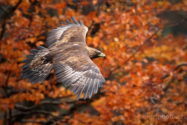 Orel skalní (Aquila chrysaetos), Orel skalní (Aquila chrysaetos), Golden Eagle, Autor: Ondřej Prosický | NaturePhoto.cz, Model: Canon EOS-1D Mark III, Objektiv: Canon EF 500mm f/4 L IS USM, Ohnisková vzdálenost (EQ35mm): 650 mm, stativ Gitzo 3540LS + RRS BH55, Clona: 4.5, Doba expozice: 1/640 s, ISO: 800, Kompenzace expozice: -1/3, Blesk: Ne, Vytvořeno: 8. listopadu 2009 12:08:59, zvíře v lidské péči, Herálec, Vysočina (Česko) 