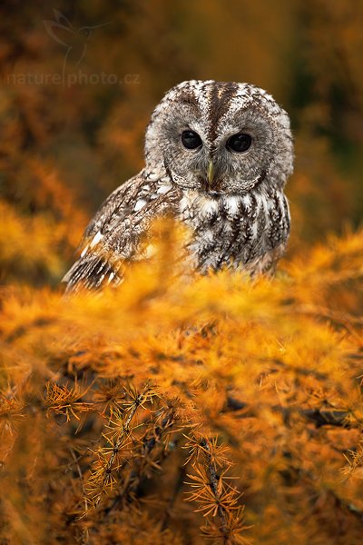 Puštík obecný (Strix aluco), Puštík obecný (Strix aluco), Eurasian Tawny Owl, Autor: Ondřej Prosický | NaturePhoto.cz, Model: Canon EOS 5D Mark II, Objektiv: Canon EF 500mm f/4 L IS USM, Ohnisková vzdálenost (EQ35mm): 500 mm, stativ Gitzo 3540LS + RRS BH55, Clona: 4.0, Doba expozice: 1/400 s, ISO: 400, Kompenzace expozice: -1/3, Blesk: Ne, Vytvořeno: 7. listopadu 2009 13:32:44, zvíře v lidské péči, Herálec, Vysočina (Česko) 