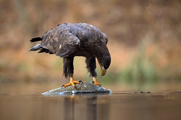 Orel mořský (Haliaeetus albicilla), Orel mořský (Haliaeetus albicilla), White-tailed Eagle, Autor: Ondřej Prosický | NaturePhoto.cz, Model: Canon EOS 5D Mark II, Objektiv: Canon EF 500mm f/4 L IS USM, Ohnisková vzdálenost (EQ35mm): 500 mm, stativ Gitzo 3540LS + RRS BH55, Clona: 4.5, Doba expozice: 1/160 s, ISO: 1000, Kompenzace expozice: +1, Blesk: Ne, Vytvořeno: 14. listopadu 2009 13:48:32, zvíře v lidské péči, Herálec, Vysočina (Česko) 