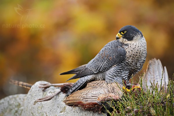 Sokol stěhovavý (Falco peregrinus), Sokol stěhovavý (Falco peregrinus ), Peregrine Falcon, Autor: Ondřej Prosický | NaturePhoto.cz, Model: Canon EOS-1D Mark III, Objektiv: Canon EF 500mm f/4 L IS USM, Ohnisková vzdálenost (EQ35mm): 650 mm, stativ Gitzo 3540LS + RRS BH55, Clona: 5.6, Doba expozice: 1/500 s, ISO: 800, Kompenzace expozice: -1/3, Blesk: Ne, Vytvořeno: 8. listopadu 2009 14:30:49, zvíře v lidské péči, Herálec, Vysočina (Česko)