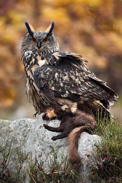 Výr velký (Bubo bubo), Výr velký (Bubo bubo), Eurasian Eagle Owl, Autor: Ondřej Prosický | NaturePhoto.cz, Model: Canon EOS 5D Mark II, Objektiv: Canon EF 500mm f/4 L IS USM, Ohnisková vzdálenost (EQ35mm): 500 mm, stativ Gitzo 3540LS + RRS BH55, Clona: 4.0, Doba expozice: 1/125 s, ISO: 1250, Kompenzace expozice: 0, Blesk: Ne, Vytvořeno: 14. listopadu 2009 16:26:18, zvíře v lidské péči, Herálec, Vysočina (Česko) 