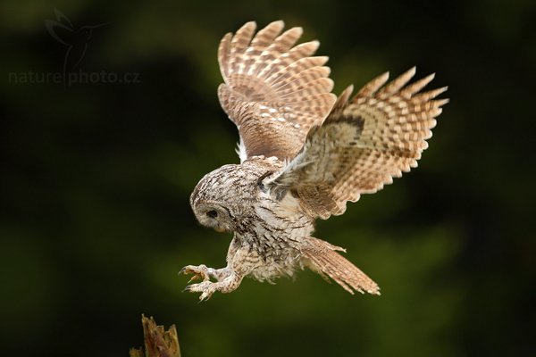 Puštík obecný (Strix aluco), Puštík obecný (Strix aluco), Eurasian Tawny Owl, Autor: Ondřej Prosický | NaturePhoto.cz, Model: Canon EOS-1D Mark III, Objektiv: Canon EF 500mm f/4 L IS USM, Ohnisková vzdálenost (EQ35mm): 650 mm, stativ Gitzo 3540LS + RRS BH55, Clona: 5.0, Doba expozice: 1/500 s, ISO: 400, Kompenzace expozice: -1, Blesk: Ne, Vytvořeno: 7. listopadu 2009 10:25:16, zvíře v lidské péči, Herálec, Vysočina (Česko) 