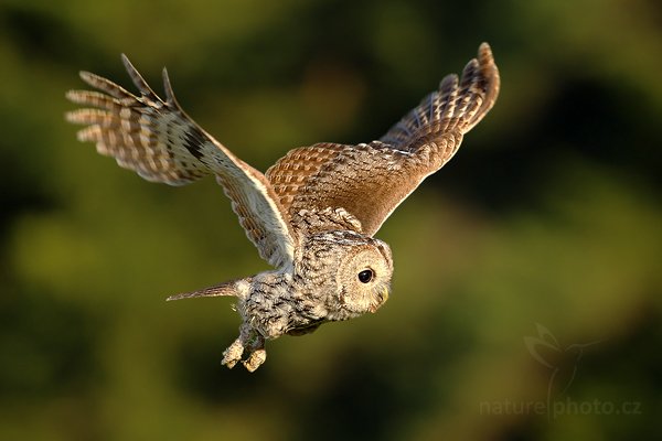 Puštík obecný (Strix aluco), Puštík obecný (Strix aluco), Eurasian Tawny Owl, Autor: Ondřej Prosický | NaturePhoto.cz, Model: Canon EOS-1D Mark III, Objektiv: Canon EF 500mm f/4 L IS USM, Ohnisková vzdálenost (EQ35mm): 650 mm, stativ Gitzo 3540LS + RRS BH55, Clona: 5.6, Doba expozice: 1/1000 s, ISO: 500, Kompenzace expozice: -1, Blesk: Ne, Vytvořeno: 14. listopadu 2009 9:43:54, zvíře v lidské péči, Herálec, Vysočina (Česko) 