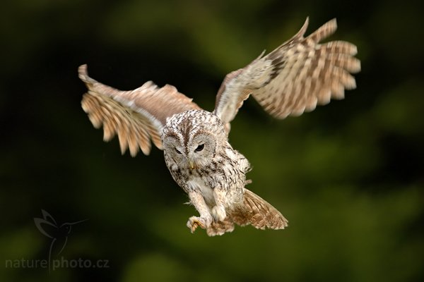 Puštík obecný (Strix aluco), Puštík obecný (Strix aluco), Eurasian Tawny Owl, Autor: Ondřej Prosický | NaturePhoto.cz, Model: Canon EOS-1D Mark III, Objektiv: Canon EF 500mm f/4 L IS USM, Ohnisková vzdálenost (EQ35mm): 650 mm, stativ Gitzo 3540LS + RRS BH55, Clona: 5.0, Doba expozice: 1/320 s, ISO: 400, Kompenzace expozice: -1, Blesk: Ne, Vytvořeno: 7. listopadu 2009 10:23:54, zvíře v lidské péči, Herálec, Vysočina (Česko) 