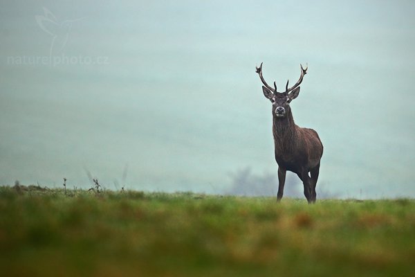 Jelen lesní (Cervus elaphus), Jelen lesní (Cervus elaphus), Red Deer, Autor: Ondřej Prosický | NaturePhoto.cz, Model: Canon EOS 5D Mark II, Objektiv: Canon EF 500mm f/4 L IS USM, Ohnisková vzdálenost (EQ35mm): 500 mm, fotografováno z ruky, Clona: 4.5, Doba expozice: 1/80 s, ISO: 500, Kompenzace expozice: +1/3, Blesk: Ne, Vytvořeno: 24. října 2009 8:14:36, Kunratice, CHKO Lužické Hory (Česko) 