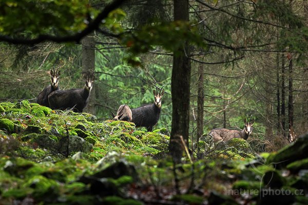 Kamzík horský (Rupicapra rupicapra), Kamzík horský (Rupicapra rupicapra), Chamois, Autor: Ondřej Prosický | NaturePhoto.cz, Model: Canon EOS 5D Mark II, Objektiv: Canon EF 500mm f/4 L IS USM, Ohnisková vzdálenost (EQ35mm): 500 mm, fotografováno z ruky, Clona: 5.6, Doba expozice: 1/60 s, ISO: 800, Kompenzace expozice: -1/3, Blesk: Ne, Vytvořeno: 24. října 2009 14:10:09, Studenec, CHKO Lužické Hory (Česko) 