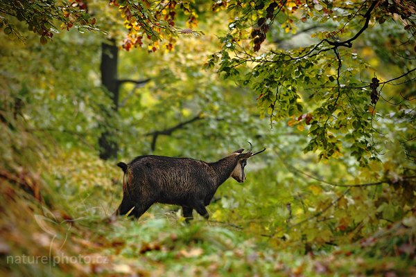 Kamzík horský (Rupicapra rupicapra), Kamzík horský (Rupicapra rupicapra), Chamois, Autor: Ondřej Prosický | NaturePhoto.cz, Model: Canon EOS 5D Mark II, Objektiv: Canon EF 500mm f/4 L IS USM, Ohnisková vzdálenost (EQ35mm): 500 mm, fotografováno z ruky, Clona: 5.6, Doba expozice: 1/125 s, ISO: 500, Kompenzace expozice: -1/3, Blesk: Ne, Vytvořeno: 24. října 2009 13:28:49, Studenec, CHKO Lužické Hory (Česko) 