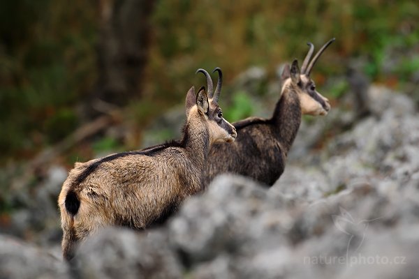 Kamzík horský (Rupicapra rupicapra), Kamzík horský (Rupicapra rupicapra), Chamois, Autor: Ondřej Prosický | NaturePhoto.cz, Model: Canon EOS-1D Mark III, Objektiv: Canon EF 500mm f/4 L IS USM, Ohnisková vzdálenost (EQ35mm): 650 mm, fotografováno z ruky, Clona: 4.5, Doba expozice: 1/250 s, ISO: 500, Kompenzace expozice: -1/3, Blesk: Ne, Vytvořeno: 10. října 2009 11:46:34, Studenec, CHKO Lužické Hory (Česko) 