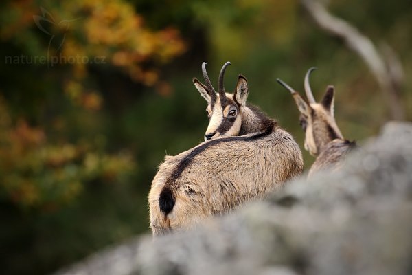 Kamzík horský (Rupicapra rupicapra), Kamzík horský (Rupicapra rupicapra), Chamois, Autor: Ondřej Prosický | NaturePhoto.cz, Model: Canon EOS-1D Mark III, Objektiv: Canon EF 500mm f/4 L IS USM, Ohnisková vzdálenost (EQ35mm): 650 mm, fotografováno z ruky, Clona: 4.5, Doba expozice: 1/200 s, ISO: 500, Kompenzace expozice: -1/3, Blesk: Ne, Vytvořeno: 10. října 2009 11:45:46, Studenec, CHKO Lužické Hory (Česko) 