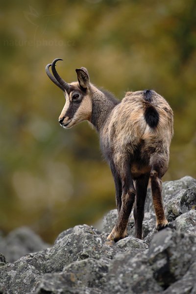 Kamzík horský (Rupicapra rupicapra), Kamzík horský (Rupicapra rupicapra), Chamois, Autor: Ondřej Prosický | NaturePhoto.cz, Model: Canon EOS-1D Mark III, Objektiv: Canon EF 500mm f/4 L IS USM, Ohnisková vzdálenost (EQ35mm): 650 mm, fotografováno z ruky, Clona: 4.0, Doba expozice: 1/320 s, ISO: 400, Kompenzace expozice: -1/3, Blesk: Ne, Vytvořeno: 10. října 2009 11:42:23, Studenec, CHKO Lužické Hory (Česko) 