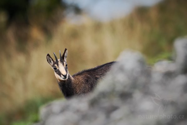 Kamzík horský (Rupicapra rupicapra), Kamzík horský (Rupicapra rupicapra), Chamois, Autor: Ondřej Prosický | NaturePhoto.cz, Model: Canon EOS-1D Mark III, Objektiv: Canon EF 500mm f/4 L IS USM, Ohnisková vzdálenost (EQ35mm): 650 mm, fotografováno z ruky, Clona: 4.5, Doba expozice: 1/320 s, ISO: 500, Kompenzace expozice: -1/3, Blesk: Ne, Vytvořeno: 10. října 2009 11:45:42, Studenec, CHKO Lužické Hory (Česko) 