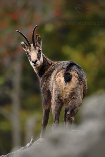 Kamzík horský (Rupicapra rupicapra), Kamzík horský (Rupicapra rupicapra), Chamois, Autor: Ondřej Prosický | NaturePhoto.cz, Model: Canon EOS-1D Mark III, Objektiv: Canon EF 500mm f/4 L IS USM, Ohnisková vzdálenost (EQ35mm): 650 mm, fotografováno z ruky, Clona: 4.0, Doba expozice: 1/400 s, ISO: 1000, Kompenzace expozice: -1/3, Blesk: Ne, Vytvořeno: 10. října 2009 11:40:27, Studenec, CHKO Lužické Hory (Česko)