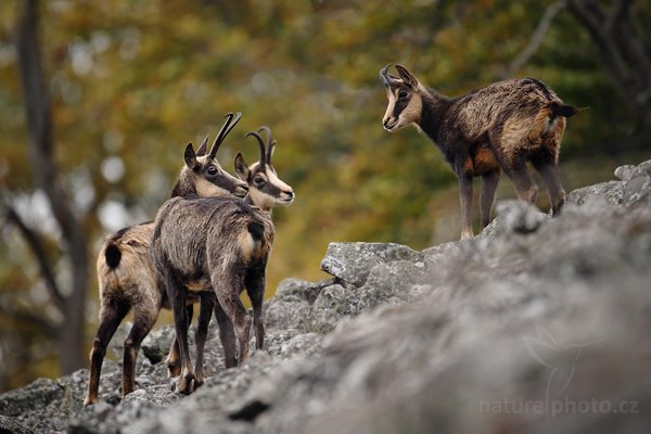 Kamzík horský (Rupicapra rupicapra), Kamzík horský (Rupicapra rupicapra), Chamois, Autor: Ondřej Prosický | NaturePhoto.cz, Model: Canon EOS-1D Mark III, Objektiv: Canon EF 500mm f/4 L IS USM, Ohnisková vzdálenost (EQ35mm): 650 mm, fotografováno z ruky, Clona: 4.0, Doba expozice: 1/640 s, ISO: 1000, Kompenzace expozice: -1/3, Blesk: Ne, Vytvořeno: 10. října 2009 11:40:40, Studenec, CHKO Lužické Hory (Česko) 