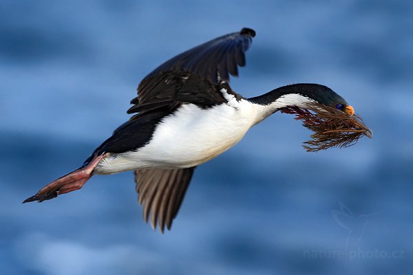 Kormorán císařský (Phalacrocorax atriceps), Kormorán císařský (Phalacrocorax atriceps), Imperial Shag, Autor: Ondřej Prosický | NaturePhoto.cz, Model: Canon EOS-1D Mark III, Objektiv: Canon EF 500mm f/4 L IS USM, Ohnisková vzdálenost (EQ35mm): 650 mm, stativ, Clona: 6.3, Doba expozice: 1/1000 s, ISO: 400, Kompenzace expozice: -2/3, Blesk: Ne, Vytvořeno: 17. ledna 2009 17:41:54, Sea Lion Island (Falklandské ostrovy)