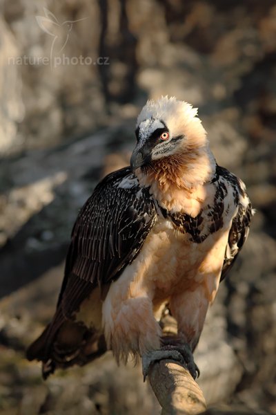 Orlosup bradatý (Gypaetus barbatus), Orlosup bradatý (Gypaetus barbatus), Bearded Vulture, Autor: Ondřej Prosický | NaturePhoto.cz, Model: Canon EOS 5D Mark II, Objektiv: Canon EF 200 mm f/2.8 L USM, fotografováno z ruky, Clona: 3.5, Doba expozice: 1/800 s, ISO: 160, Kompenzace expozice: -2/3 EV, Blesk: Ne, Vytvořeno: 26. prosince 2009 10:48:05, ZOO Praha - Troja (Česko)