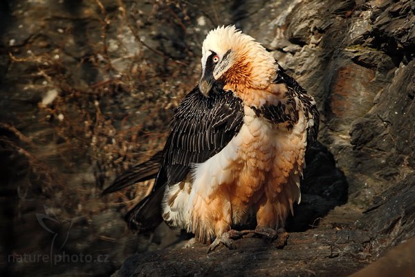 Orlosup bradatý (Gypaetus barbatus), Orlosup bradatý (Gypaetus barbatus), Bearded Vulture, Autor: Ondřej Prosický | NaturePhoto.cz, Model: Canon EOS 5D Mark II, Objektiv: Canon EF 200 mm f/2.8 L USM, fotografováno z ruky, Clona: 3.5, Doba expozice: 1/800 s, ISO: 160, Kompenzace expozice: -2/3 EV, Blesk: Ne, Vytvořeno: 26. prosince 2009 10:48:05, ZOO Praha - Troja (Česko)