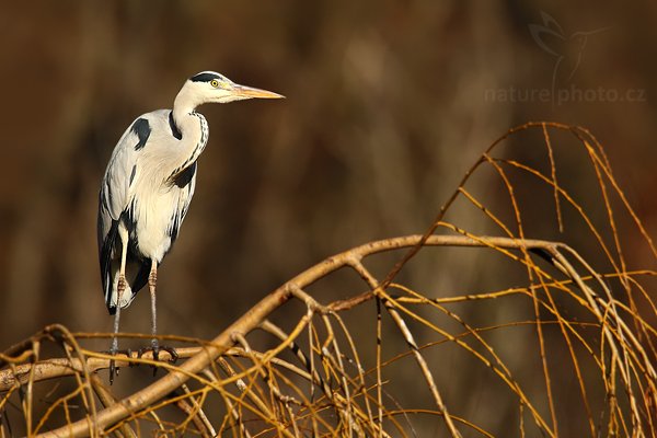 Volavka popelavá (Ardea cinerea), Volavka popelavá (Ardea cinerea), Grey Heron, Autor: Ondřej Prosický | NaturePhoto.cz, Model: Canon EOS-1D Mark III, Objektiv: Canon EF 500mm f/4 L IS USM + TC Canon 1.4x, Ohnisková vzdálenost (EQ35mm): 910 mm, stativ, Clona: 6.3, Doba expozice: 1/1600 s, ISO: 320, Kompenzace expozice: -1, Blesk: Ne, Vytvořeno: 26. prosince 2009 12:22:37, Praha (Česko) 