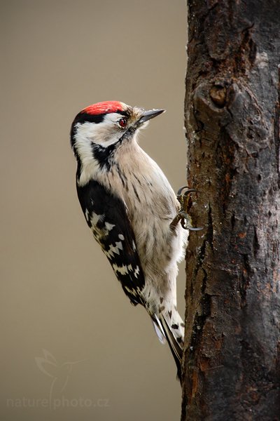 Strakapoud malý (Dendrocopos minor), Strakapoud malý (Dendrocopos minor) Lesser Spotted Woodpecker, Autor: Ondřej Prosický | NaturePhoto.cz, Model: Canon EOS-1D Mark III, Objektiv: Canon EF 600mm f/4 L USM, Ohnisková vzdálenost (EQ35mm): 1092 mm, stativ, Clona: 6.3, Doba expozice: 1/80 s, ISO: 640, Kompenzace expozice: 0, Blesk: Ne, Vytvořeno: 30. prosince 2009 15:11:12, Prachaticko, Šumava (Česko)