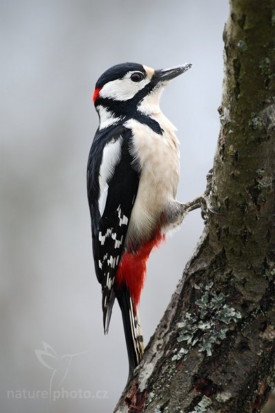 Strakapoud velký (Dendrocopos major), Strakapoud velký (Dendrocopos major) Great Spotted Woodpecker, Autor: Ondřej Prosický | NaturePhoto.cz, Model: Canon EOS-1D Mark III, Objektiv: Canon EF 600mm f/4 L USM, Ohnisková vzdálenost (EQ35mm): 780 mm, stativ, Clona: 6.3, Doba expozice: 1/160 s, ISO: 800, Kompenzace expozice: -1/3, Blesk: Ne, Vytvořeno: 30. prosince 2009 11:03:36, Prachaticko, Šumava (Česko)