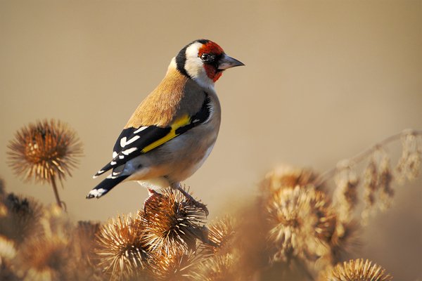 Stehlík obecný (Carduelis carduelis) , Stehlík obecný (Carduelis carduelis) European Goldfinch , Autor: Ondřej Prosický | NaturePhoto.cz, Model: Canon EOS 1D Mark III, Objektiv: Canon EF 500 mm f/4 L USM + TC Canon 1.4x, stativ Gitzo, Clona: 6.3, Doba expozice: 1/800 s, ISO: 640, Kompenzace expozice: 0, Blesk: Ne, Vytvořeno: 26. prosince 2009 12:15:05, Praha (Česko)